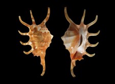 Concha: Lambis crocata 105,5 mm F+++ (das Filipinas), usado comprar usado  Enviando para Brazil