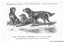 Bfp1 0928 chien d'occasion  France