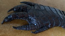 Patte crocodile naturalisée d'occasion Patte crocodile naturalisée d'occasion  Sartrouville