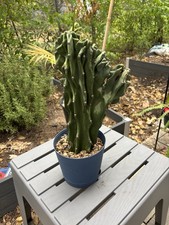 Exact large monstrose for sale  San Antonio
