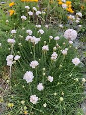 Graines armeria maritima d'occasion  Amiens-