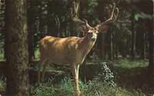 Susanville california buck for sale  Belleville