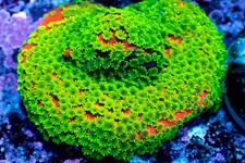 Stunning sunset montipora for sale  STOKE-ON-TRENT
