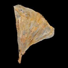 2.5 detailed ginkgo d'occasion  Expédié en Belgium