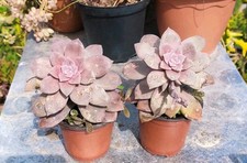 Vaso pianta graptopetalum usato  Barcellona Pozzo di Gotto