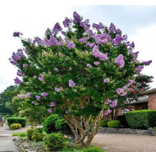 Purple crape myrtle for sale  Corydon