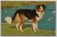Tricolour welsh collie for sale  MANCHESTER
