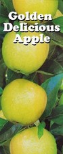 Hardy fruit tree for sale  BIRMINGHAM