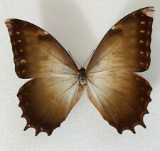 Morpho theseus ssp. d'occasion  Paris XI
