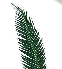 Dioon califanoi encephalartos d'occasion  Expédié en France