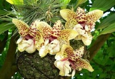 Orchidée espèce stanhopea d'occasion  Paris XV