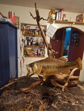 Real skin largemouth for sale  Cambridge