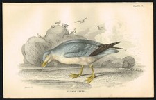 Fulmarine Petrel, Sea Bird, Hand-Colored Antique Engraving - Jardine 1850 comprar usado  Enviando para Brazil