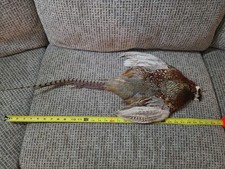 taxidermy rooster for sale  New Berlin