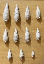 Cerith shells banded for sale  Littleton