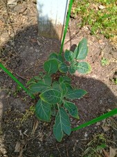 Moon flower plants for sale  Henderson
