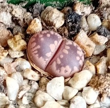 Lithops otzeniana cesky for sale  CHESTER