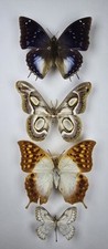Real butterfly moth for sale  NEWARK