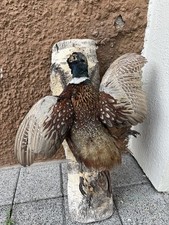 Fasan präpariert ausgestopft gebraucht kaufen  Wetter (Ruhr)