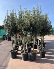 Extra large real for sale  ROCHESTER