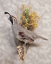 Handsome gambels quail for sale  Fairbanks