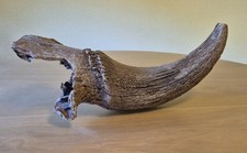 Bison horn fossil gebraucht kaufen  Bühlertal