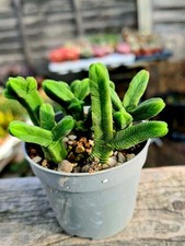 Crassula pyramidalis easy for sale Crassula pyramidalis easy for sale  CLACTON-ON-SEA