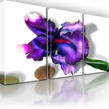 Iris blume natur gebraucht kaufen  Deutschland