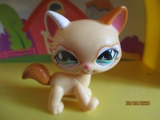 Petshop cat maine d'occasion  Expédié en Belgium