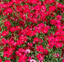 Scarlet flax seeds for sale  Minneapolis