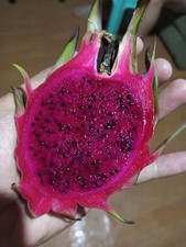 Hawaiian purple dragon for sale  Covina