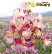Sweet pea spanish for sale  DONCASTER