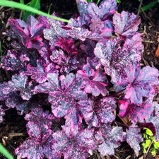 002440a heuchera midnight usato  Spedire a Italy