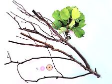 Vogel sitzstangen natur gebraucht kaufen  Olbersdorf