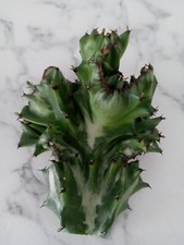 Euphorbia lactea cristata for sale  USA