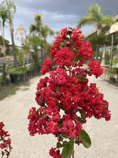 Pianta lagerstroemia vaso usato  Roma