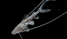 Piraiba catfish 3.5 for sale  Salt Lake City