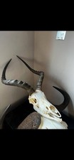 Impala full skull for sale  SOLIHULL