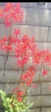 Different color epidendrum for sale  Oxnard