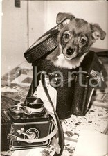 1970 animali cagnolino usato  Milano