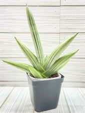 Sansevieria iceman silver for sale  Winchester