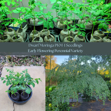 Dwarf moringa trees for sale  Carrollton