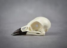 Replica jackdaw skull for sale  Castle Rock