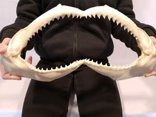 Grande mâchoire requin d'occasion  Saint-Germain-les-Belles