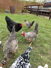 12x jersey giant for sale  HULL