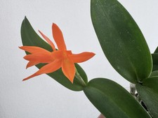 Guarianthe aurantiaca sin usato  Lariano