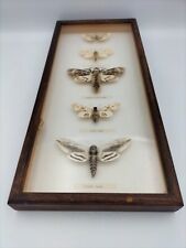 Taxidermy hawk moths for sale  DERBY