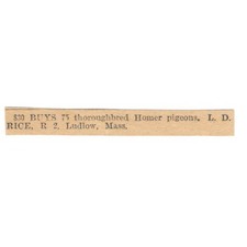 Homer pigeons l.d. for sale  Hinckley