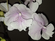 Phalaenopsis queen kizz gebraucht kaufen  Worms