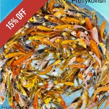 Lot assorted live for sale  Lima